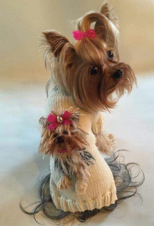 perrito chompa cara perrito